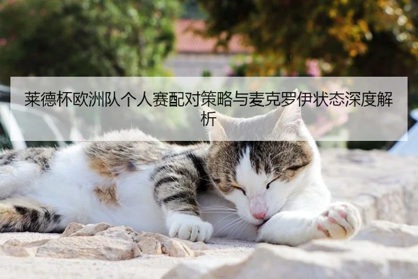 莱德杯欧洲队个人赛配对策略与麦克罗伊状态深度解析